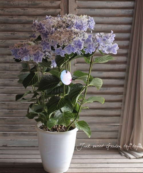 島根オリジナル品種】 八重咲き紫陽花 『万華鏡・銀河』ブルー