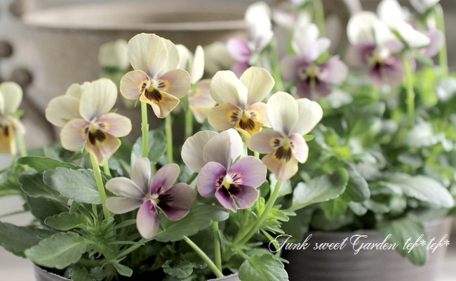 ハンドメイド　ビオラ ゲブラさん】 ビオラ 『ミックス』 2.5寸POT