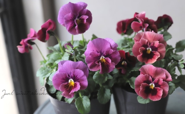 2_000000016905.jpg?1638376395