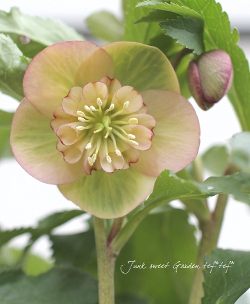 クリスマスローズ開花株　sdグリーンゴールド大和園　sd多弁アンティーク他交配済 クリスマスローズ開花株 DD多弁咲き系グリーンゴールド 264 現品限り