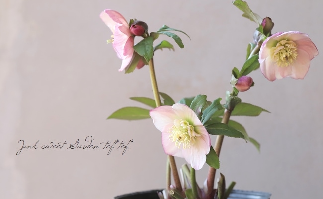 大和園】 クリスマスローズ 『ピンクセミダブル』 2024 【No.1