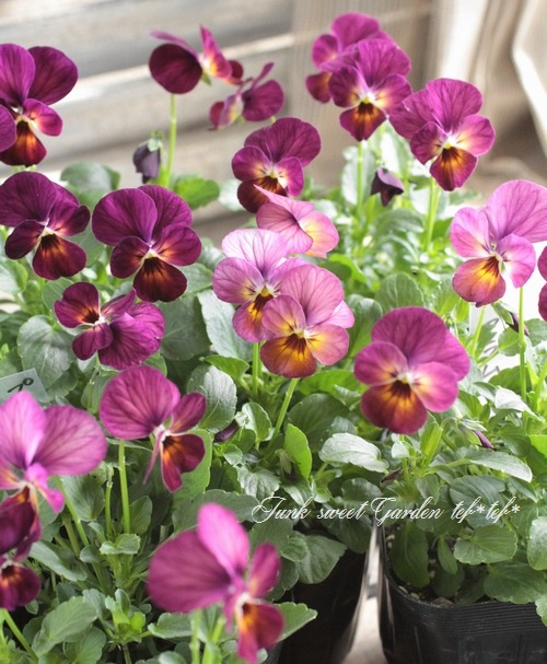 【ブルガリア製】ビオラセット Amazon | プロフェッショナルビオラケース ビオラ初心者セット