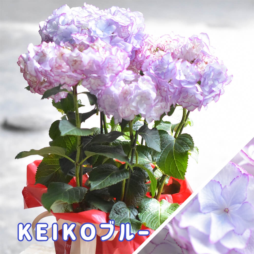 2025年 母の日ギフト 】 アジサイ 鉢植え 5号鉢 島根の稀少品種 紫陽花