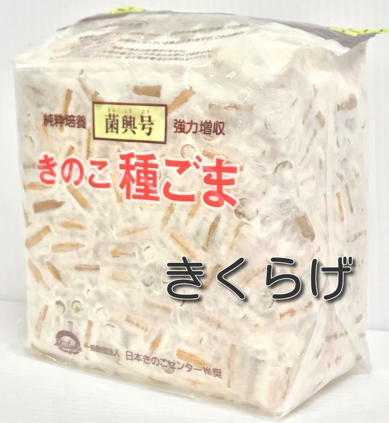 きのこ種菌 きくらげ駒菌（800駒）【きのこのお店 しいたけ本舗