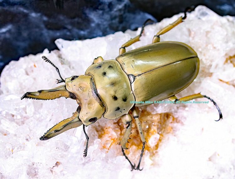 2019,10/4 新着WILD マレーシア便 モセリオウゴンオニ No,5 ♂シルバー