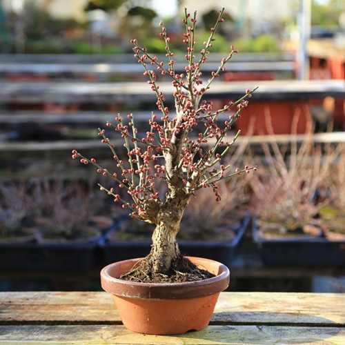 苗：梅（大）（紅梅・白梅）6号素焼き鉢（2026年開花終了） | 盆栽素材