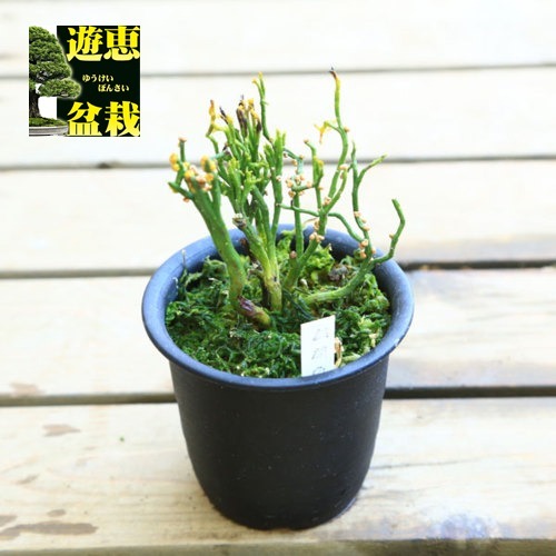 古典園芸植物：松葉蘭（マツバラン）「麒麟角」*まつばらん | 古典植物