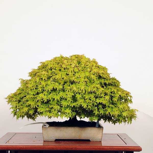 中品盆栽：特選清姫紅葉 現品*きよひめ モミジ Momiji | すべての商品