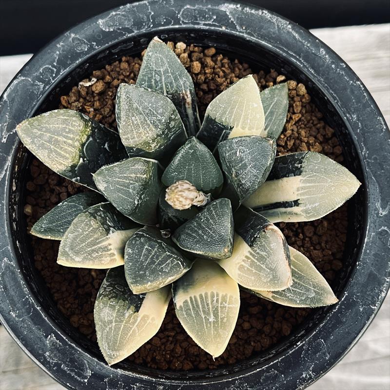 多肉植物：ハオルチア 大型鮮明黄色斑 コレクタ錦（KI-C）*幅9cm