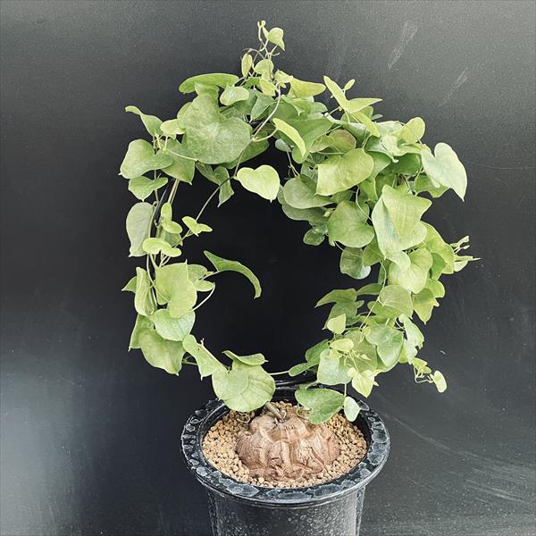 コーデックス：アフリカ亀甲竜*塊根幅5cm | サボテン＆多肉植物