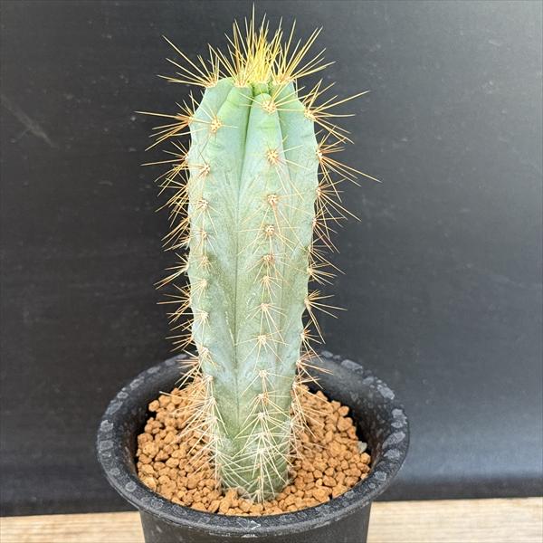 サボテン：ピロソケレウス アズレンシス 実生*幅3.5cm | サボテン