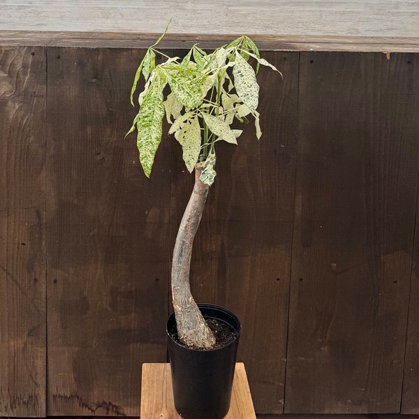 観葉植物：パキラ ミルキーウェイ*斑入り 5号プラポット | 観葉植物