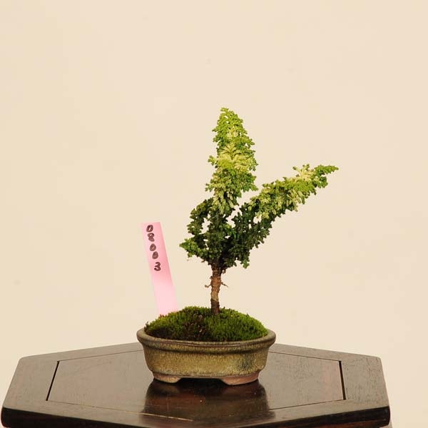 盆栽：初雪石化桧(ひのき)*現品 一点物 ヒノキ Hinoki bonsai ミニ盆栽