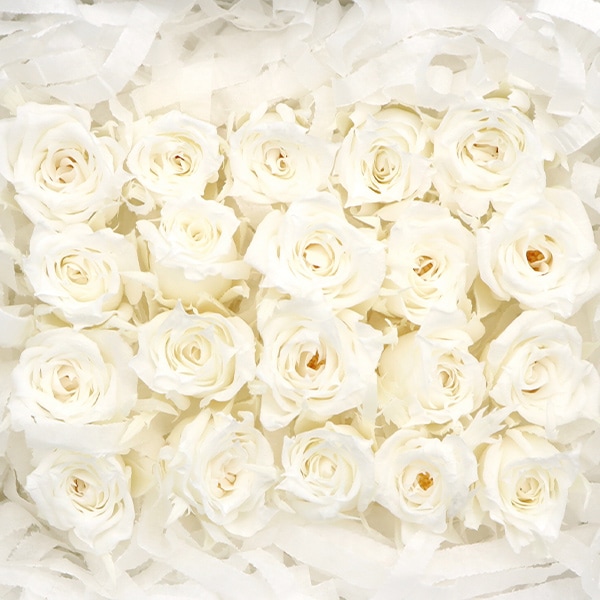 プリザーブドフラワー 『マイクロローズ パールホワイト FL060-01-PWH