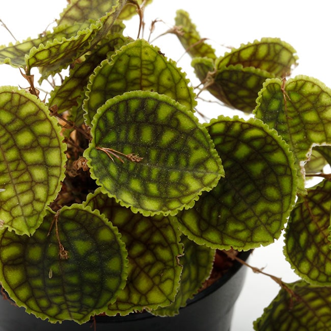 Lepanthes calodictyon [ レパンテス・カロディクティオン