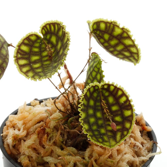 Lepanthes calodictyon [ レパンテス・カロディクティオン