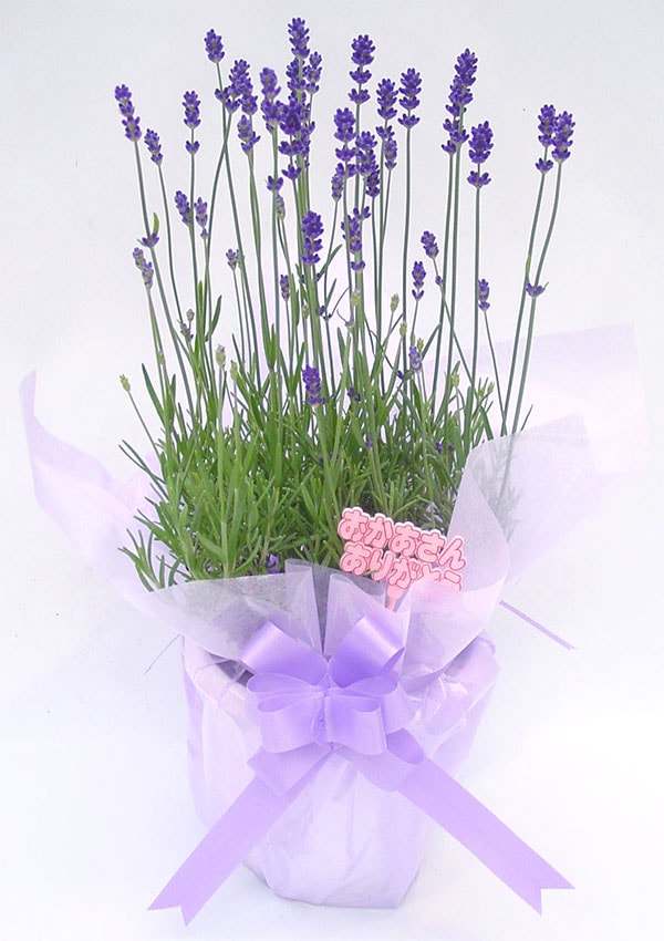 母の日ギフト ふらのの香り鉢植えラベンダー【送料込】 | すべての商品