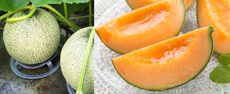 アサヒメロン秀品約1.6kg×5玉《6月下旬～発送開始》: ホクレン|【JA