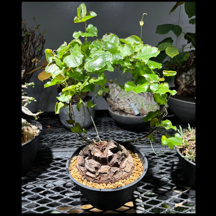 塊根植物【一点物】パキポディウム・グラキリス / 幹幅約11cm×高さ27cm