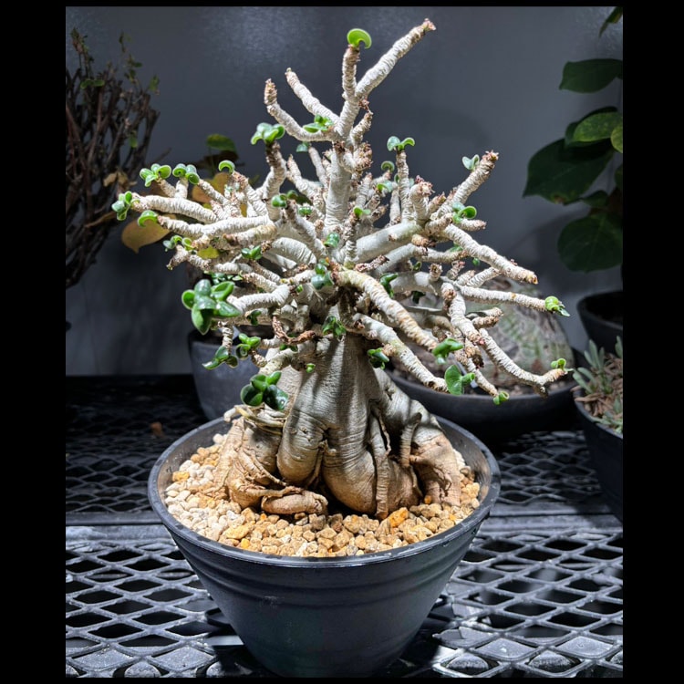 塊根植物【一点物】パキポディウム・グラキリス / 幹幅約11cm×高さ27cm