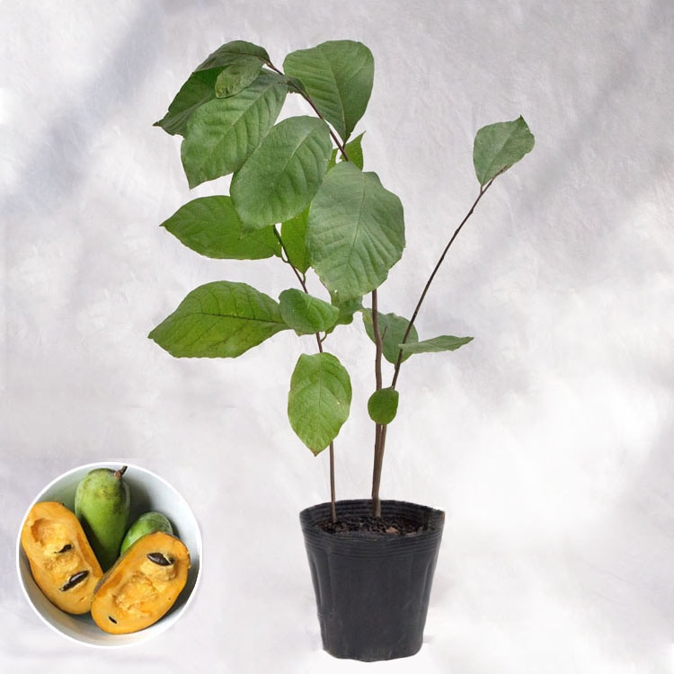 庭木・植木 ポポー（ポーポー） 4年生苗【実生】 2本立 / 5寸・約H40～60cm