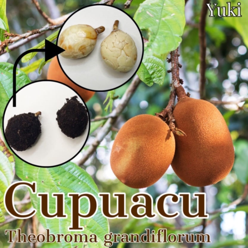 カカオ・クプアスの販売通販ならユーキーズ。
