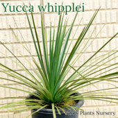 ユッカ種子苗販売のユーキーズ