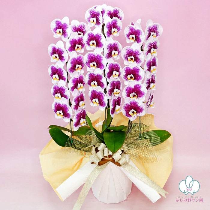 中大輪系スポット胡蝶蘭「 雅 -MIYABI-」 デラックスタイプ 3本立ち