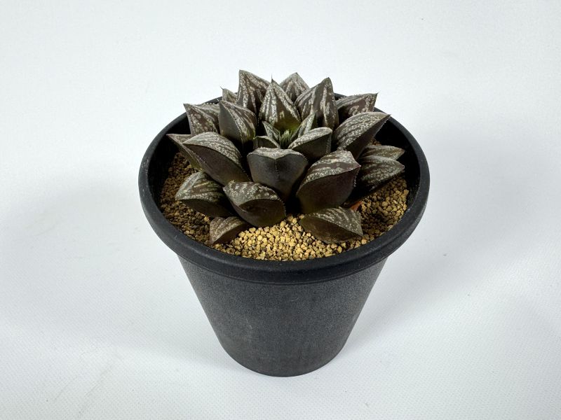 ハオルチア ムチカ系 交配種 10cm鉢 苗 園芸 ガーデニング 通販 greenery