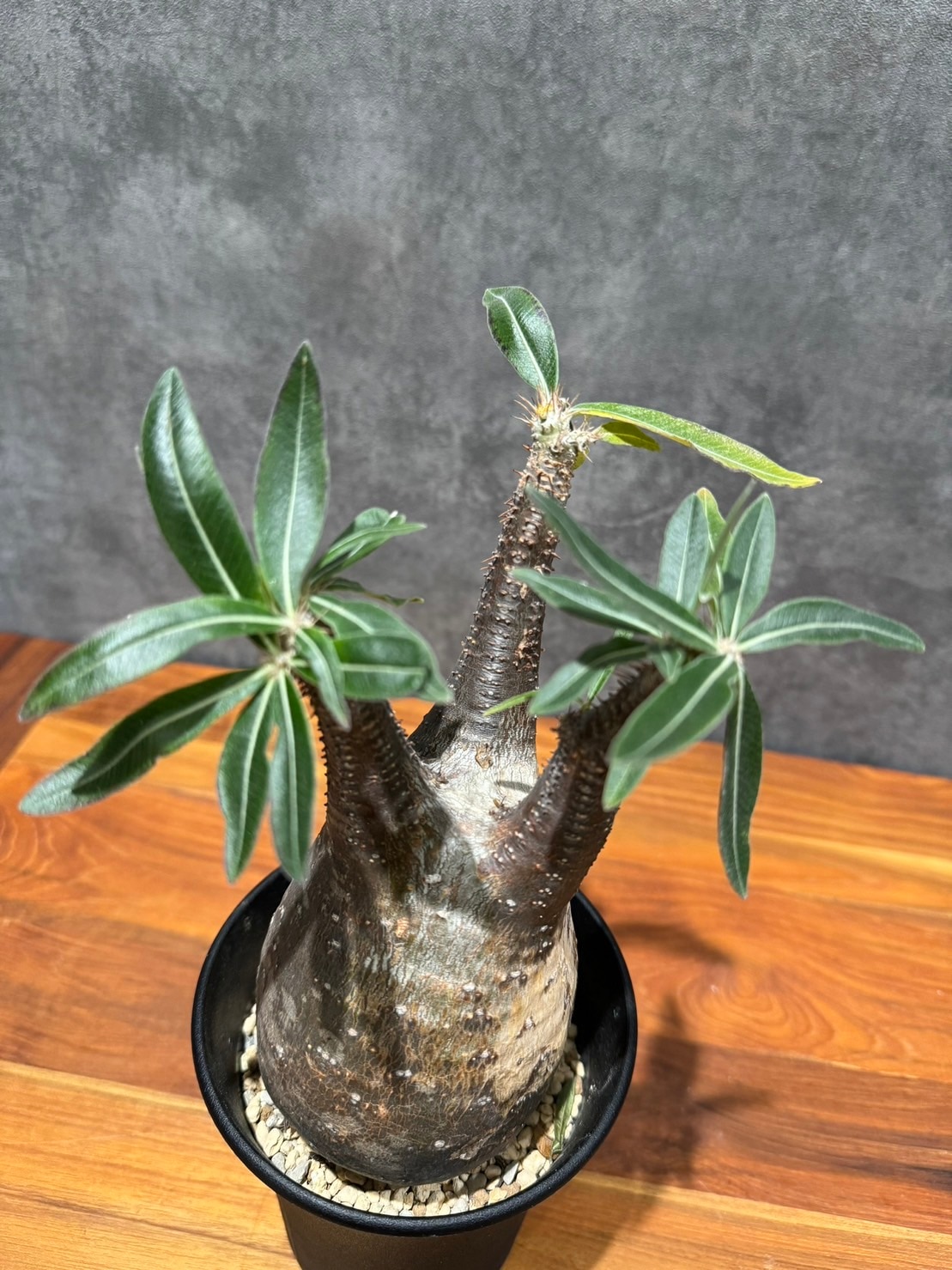 パキポディウム・グラキリス | 塊根植物 | 観葉植物通販