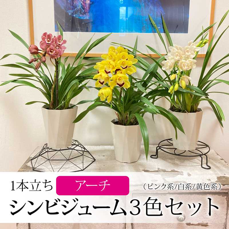 □産地直送商品,日本一！サノタク（テーブルシンビジューム）の購入