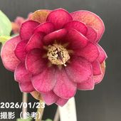 お買い得一点物咲き進み株】加藤農園 艶々系クリスマスローズ キラメキ