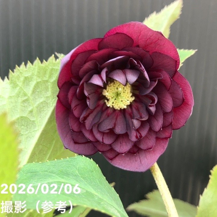 お買い得一点物咲き進み株】加藤農園 中間色系多弁クリスマスローズ