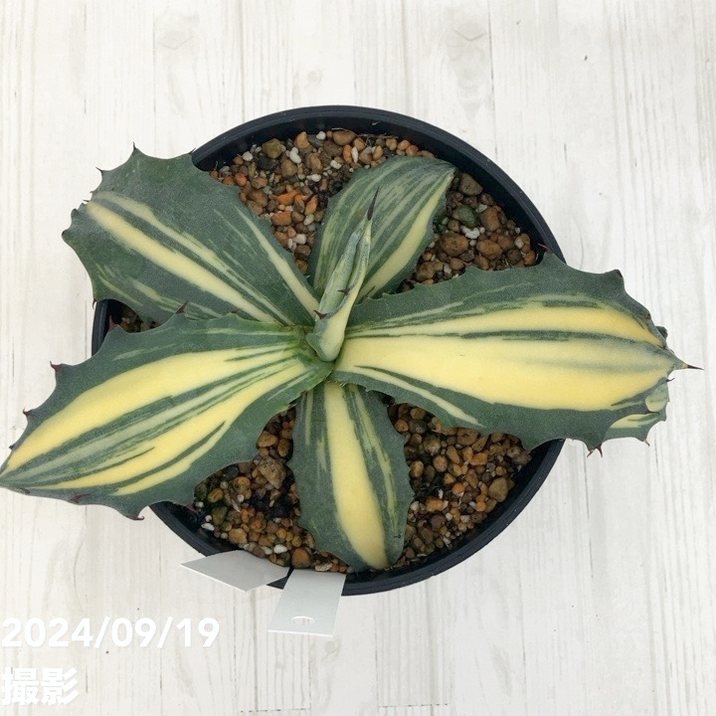 現品お届け】アガベ 5号 赤牙龍 Agave salmiana（A17）｜観葉01-D1