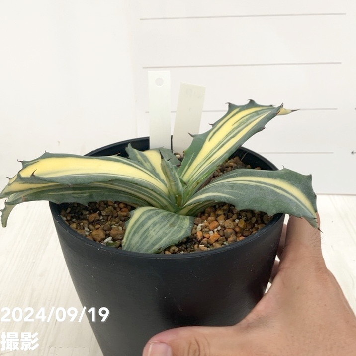 現品お届け】アガベ 5号 赤牙龍 Agave salmiana（A17）｜観葉01-D1