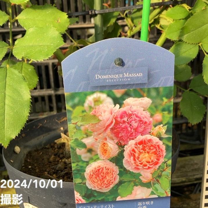 数量限定】バラ長尺仕立て ジェフ・アーティスト 6号ロングスリット鉢