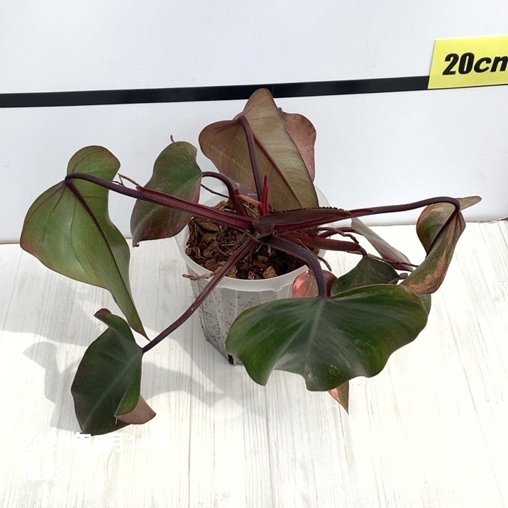 現品お届け】フィロデンドロン ストロベリーシェイク 5号ネガミエル