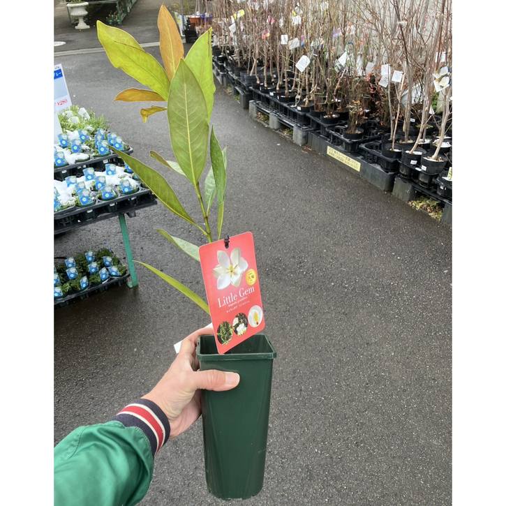 タイサンボク リトルジェム 4号｜花木04-PA | 花木・庭木 | 赤塚植物園