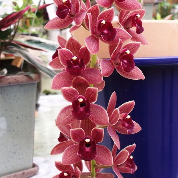 花芽つき確認済み＞フォアゴットンフルーツ 5号｜ミツバチ蘭｜洋蘭10