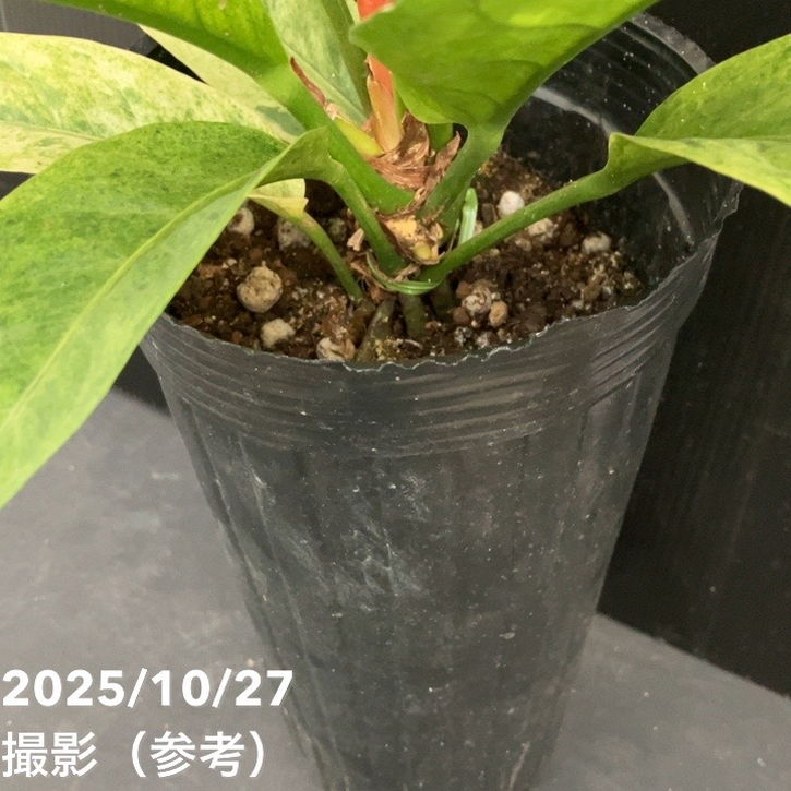 超特価スタート アンスリウム プテロダクティル斑入り レア株