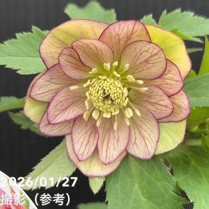 一点物】花郷園 クリスマスローズ 4.5号（KG5）｜山野04-PA | 草花