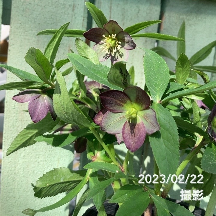 クリスマスローズ 原種 クロアチカス 5号ポット｜山野04-PA | 草花