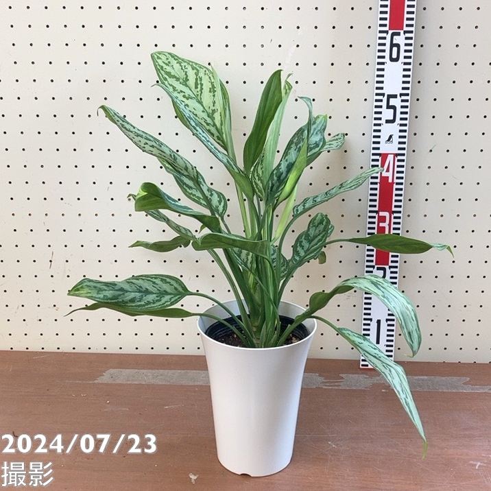 ❀そるまるす❀荒天・猛暑日は植物発送不可専用 グリーン ドラセナ