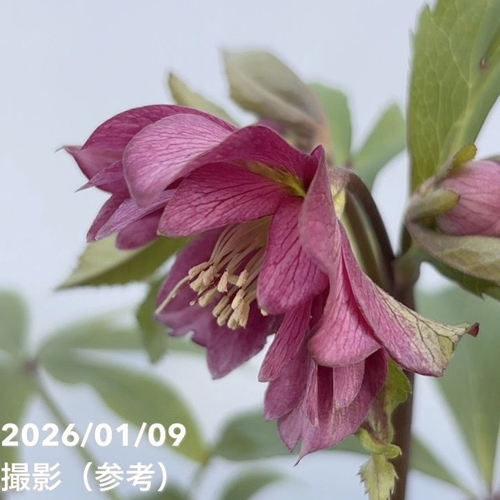 一点物】堀切園 クリスマスローズ ウィンターシンフォニー 5号角鉢