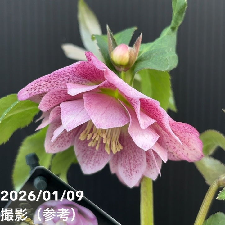 お買い得一点物咲き進み株】堀切園 クリスマスローズ ウィンター