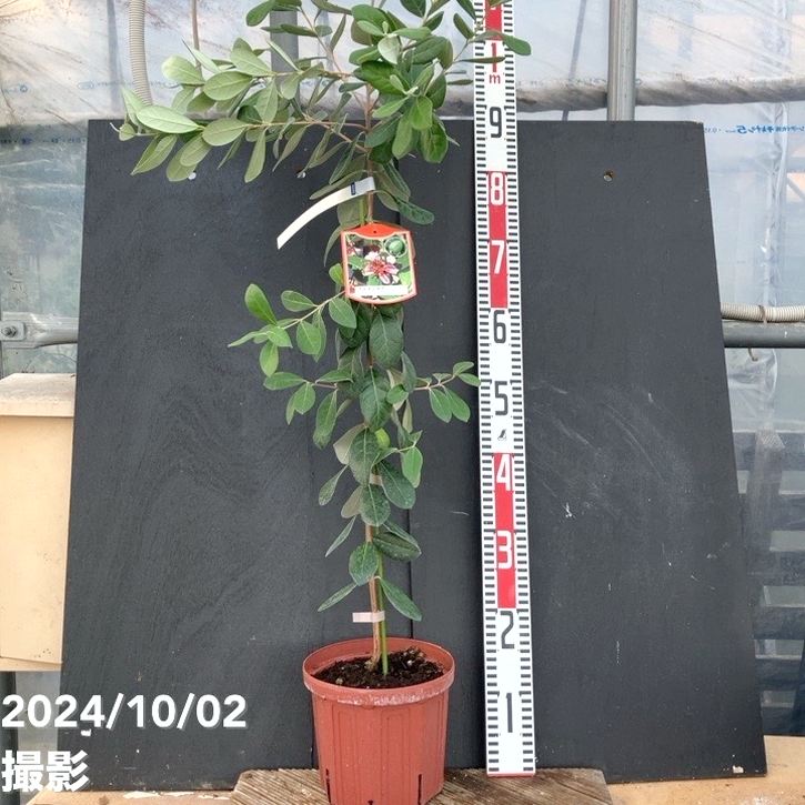 フェイジョア マンモス 6号スリット鉢（接木）｜s200｜果樹04-PA