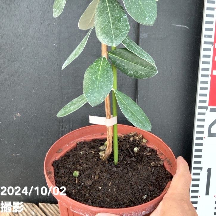 超逸品。フェイジョア株立ち1.4M(鉢底から)品番B 超逸品。フェイジョア