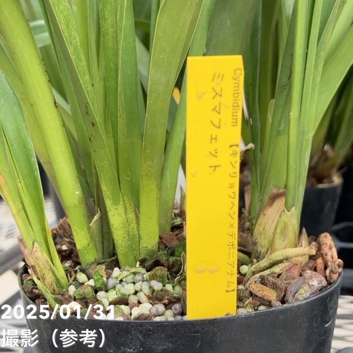 花芽3個＞ミスマフェット 4号｜ミツバチ蘭｜洋蘭10-TU | 草花,蘭