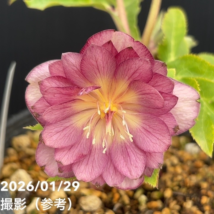 お買い得一点物咲き進み株】加藤農園 クリスマスローズ グロッシー