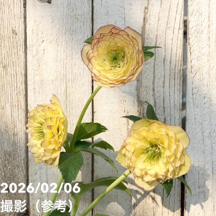 お買い得一点物咲き進み株】加藤農園 多弁クリスマスローズ